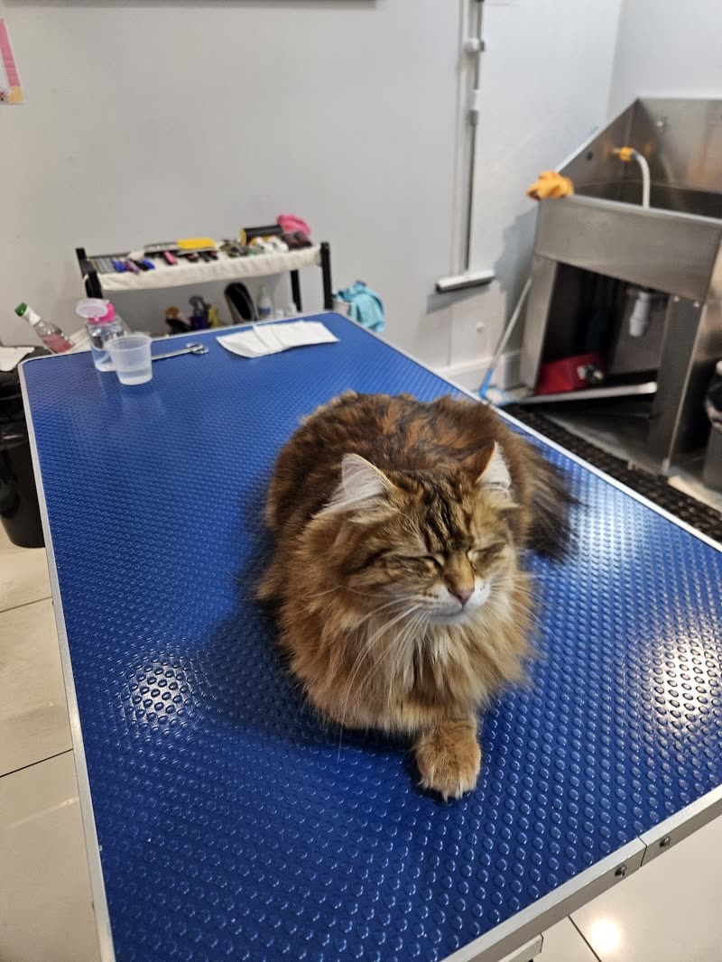 A long-haired tabby cat on the blue grooming table at Y Cat Grooming Salon, with the bath and clipper station behind
