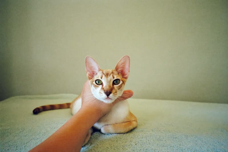 A relaxed cat being handled gently on a towel