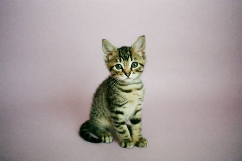 A kitten sitting calmly on a pastel backdrop