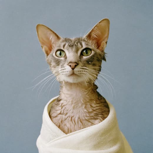 A freshly bathed cat wrapped in a towel