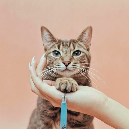A cat's paw having its claws clipped