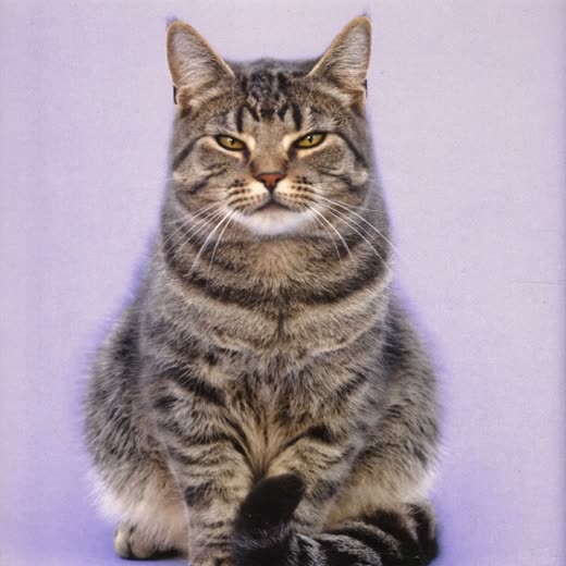 A cat with a freshly clipped short coat